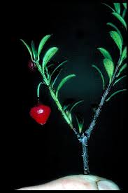 Image result for Vaccinium stanleyi