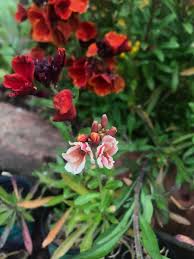 Image result for Isopyrum nipponicum