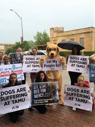 Golden retriever for sale in united states. Golden Retriever Tells Texas A M Let My People Go Peta