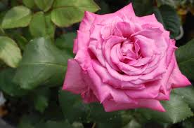 Abundant flowering different species of roses grandiflora. Church Of Hive Rosa Claude Brasseur Grade Characteristics