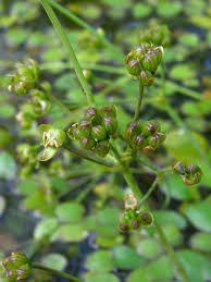 Image result for Caldesia parnassifolia