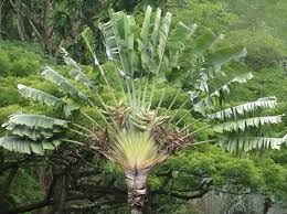Travelers Palm Bird Of Paradise Travelers Palm Tree Travelers Palm Ravenala Madagascariensis This Palm Like Tree Needs Trees To Plant Travellers Palm Outdoor Gardens