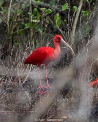 Jan 19, 2017 · the national bird of trinidad and tobago is scarlet ibis. Scarlet Ibis The Endangered National Bird Of Trinidad And Tobago Trinidadandtobago