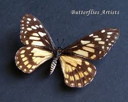 Image result for Disa brevicornis