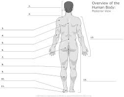 Unlabeled Diagrams Of The Human Body Body Anatomy Human Body Human Anatomy And Physiology