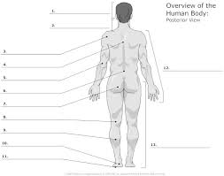 Anatomy of human skin layers. Unlabeled Diagrams Of The Human Body Body Anatomy Human Body Arteries Anatomy