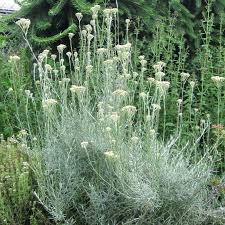 Image result for Helichrysum candolleanum