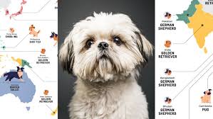 How to pronounce shih kien; You Ve Been Pronouncing Your Dog S Breed This Entire Time