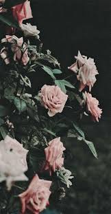 Background Black And Pink Roses Wallpaper Iphone Wallpaper 100 Awesome Iphone Wallpaper To Download Iphone Background Spring Iphone Wallpaper Flower Aesthetic Iphone Wallpaper Vintage Dark Flowers