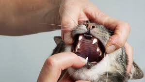 Periodontal disease in cats does not differ from periodontal disease in humans. Periodontal Gum Disease In Cats Symptoms Treatment Prevention Cattime