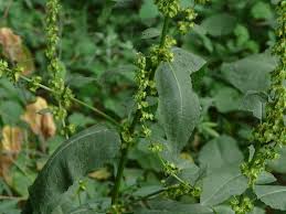 Image result for Rumex nepalensis