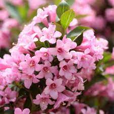 Pin On Garden Ideas