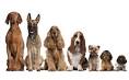 Dog Breeds - Types Of Dogs - American Kennel Club