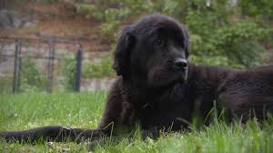 Aspca and hartville have the same policy details. 5 Surprising Facts About Pet Insurance Consumer Reports