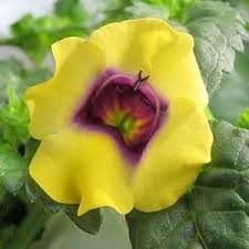 Maybe you would like to learn more about one of these? Torenia Catalina Gilded Grape Buy Wishbone Flower Annuals Online Flowers Annual Plants Flower Garden
