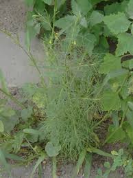Image result for Schkuhria pinnata