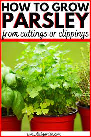 How To Grow Parsley From Cuttings Or Clippings Grow Parsley Video Growing Parsley Gardening For Beginners Parsley Plant