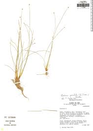 Image result for Eleocharis geniculata
