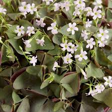 Image result for Oxalis semiloba