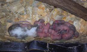 See full list on colonialpest.com So Just How Many Babies Can Mice Have Arizona Pest Control Pest Management Services Gilbert Termite Inspection