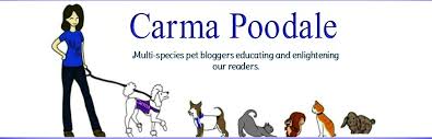 Carma Poodale Cytopoint Stops Severe Seasonal Itching In Dogs