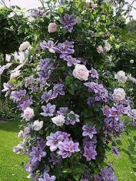 Check spelling or type a new query. 200 Clematis Leather Flower Ideas Clematis Clematis Vine Plants