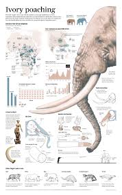 Ivory Poaching On Behance Infografia De Animales Infografia Diseno Graficos De Informacion