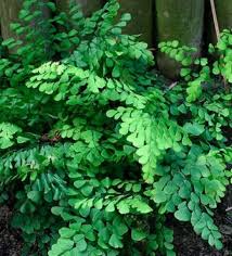 Jual Jenis Tanaman Hias Daun Suplir Tiara Bungaku