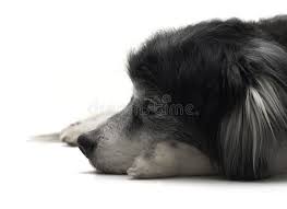 old dog lying down close up of the head of an old dog affiliate lying dog head close ad old dogs dogs stock images