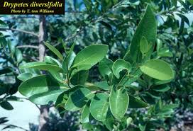 Image result for Drypetes