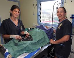 We are an experienced and compassionate pet care team serving merrimack nh and surrounding towns. Te Are Manu Vets Beyond Borders