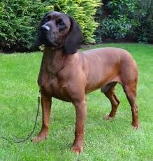 Damals änderten sich die jagdbedingungen im alpengebiet und der hannoversche schweißhund galt beispielsweise als zu schwer für die jagd in den bergregionen. Bayerische Gebirgsschweisshund Home Jagdhunde Hunde Bayrischer Gebirgsschweisshund