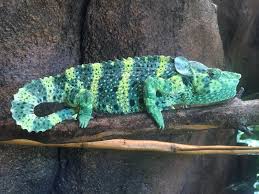 Lots Of Lizards At The Zoo Virginia Zoo In Norfolk