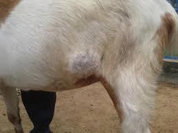 Hearst television participates in various affiliate marketing programs, which means we may get paid commissions on purchases made through our links to retailer sites. Bacterial Diseases Of Goat And Its Preventive Measures Intechopen