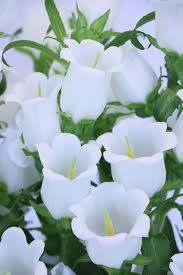 Pin On Flowers