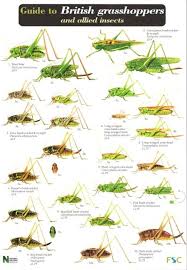 a guide to british grasshoppers and allied