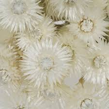 Dried flowers and foliage a very popular addition to our fresh flower collection. Dried Straw Flower Fiftyflowers Com