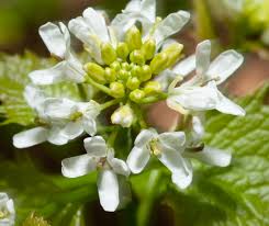 Image result for Setaria petiolata