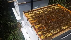 How to attract honey bees to my garden. Attract Bees To Your Greenhouse To Pollinate Flowers And Boost Harvests