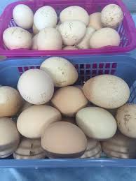 If this describes your egg business, it's time to marketing isn't as scary as most people think. Plenty Of Peacock Eggs For Sale In Peacock Land Peacocks Uk