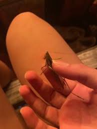 Image result for Ruspolia sp. no. 1 (Biegel 5407)