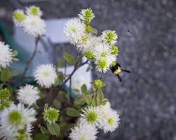 This planting plan features flowers to attract a variety of bees, including honeybees and native bees. Pollinator Gardens 8 Easy Steps To Design A Landscape With Native Plants Gardenista
