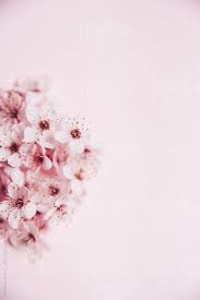 3d abstract animals anime art cars city dark fantasy flowers food games. Cherry Tree Blossoms By Natasa Kukic Pink Floral Background Pale Pink Wallpaper Pink Wallpaper Iphone