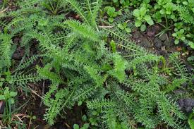 Unsere nummer eins der unkräuter: Blattbestimmung Unkraut