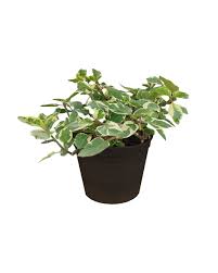 Image result for Asystasia guttata