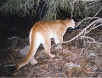 We did not find results for: Dnr Fish Wildlife Mountain Lion