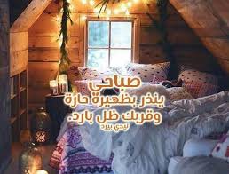 كلمات حب صباحية ليدي بيرد