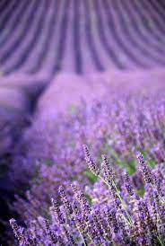 Purple Flowers Are A Great Way To Add Interest To Your Yard Or Landscape See Some Of Our Favorite Purple Garde Lavender Fields Lavender Flowers Purple Flowers