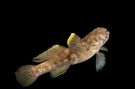 Image result for Fadogia gossweileri