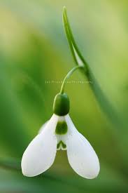 Snowdrop In My Garden Green Collection Shades Of Green Beautiful Flowers